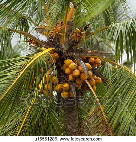 Stock Photograph - Bunch of Coconuts on Tree. Fotosearch