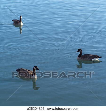 Canadian Geese swimming in a lake View Large Photo Image Stock Image - Canadian Geese swimming in a lake. Fotosearch