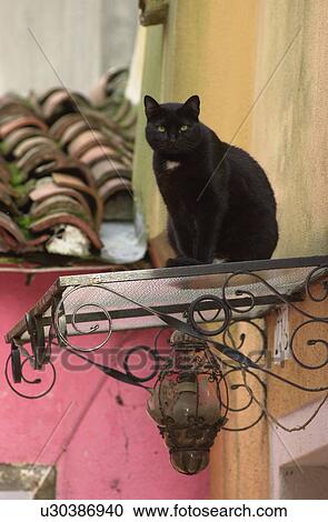 Stock Image - Cat sitting on a ledge outside a house in Venice, Burano, Italy. Fotosearch