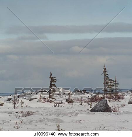 Churchill Northern Manitoba Canada Tundra Landscape View Large Photo Image Stock Image - Churchill Northern Manitoba Canada Tundra Landscape. Fotosearch