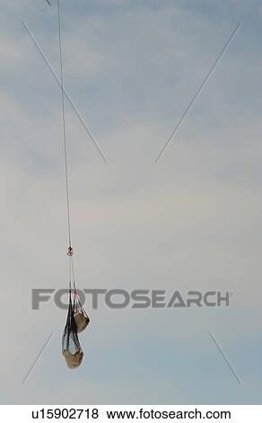Stock Photo - Churchill Northern Manitoba Polars Bear in Nets. Fotosearch
