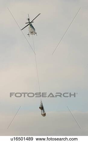 Stock Photo - Churchill Northern Manitoba Polars Bear in Nets. Fotosearch