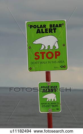 Churchill Northern Manitoba town and surroundings Polar Bear Alert Sign View Large Photo Image Picture - Churchill Northern Manitoba town and surroundings Polar Bear Alert Sign. Fotosearch