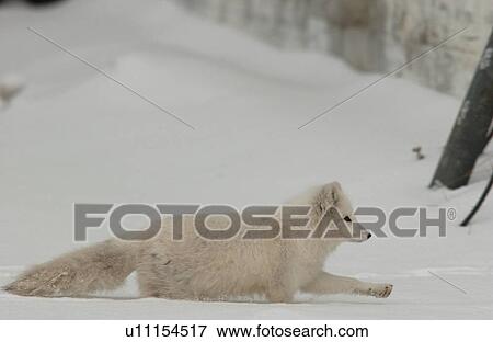 Churchill Northern Manitoba town and surroundings Arctic Fox View Large Photo Image Stock Photo - Churchill Northern Manitoba town and surroundings Arctic Fox. Fotosearch