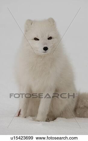 Churchill Northern Manitoba town and surroundings Arctic Fox View Large Photo Image Stock Photo - Churchill Northern Manitoba town and surroundings Arctic Fox. Fotosearch