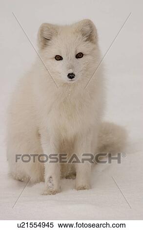 Churchill Northern Manitoba town and surroundings Arctic Fox View Large Photo Image Stock Photography - Churchill Northern Manitoba town and surroundings Arctic Fox. Fotosearch