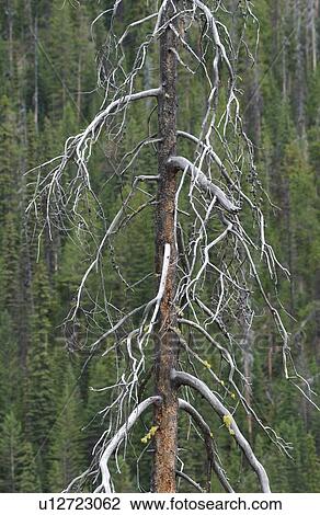 Close-up of a bare tree, Rocky Mountains, Canada View Large Photo Image Stock Image - Close-up of a bare tree, Rocky Mountains, Canada. Fotosearch