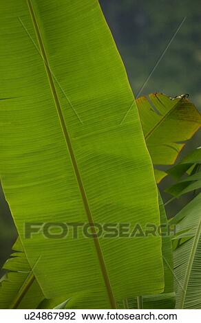 Stock Image - Close-up of a broad leaf of a tropical plant, Moorea, Tahiti, French Polynesia, South Pacific. Fotosearch
