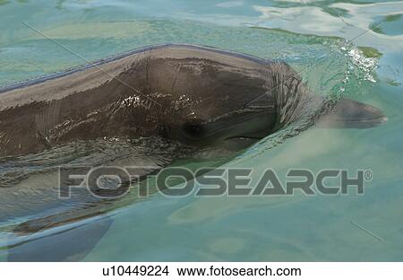Close-up of a dolphin in water View Large Photo Image Picture - Close-up of a dolphin in water. Fotosearch
