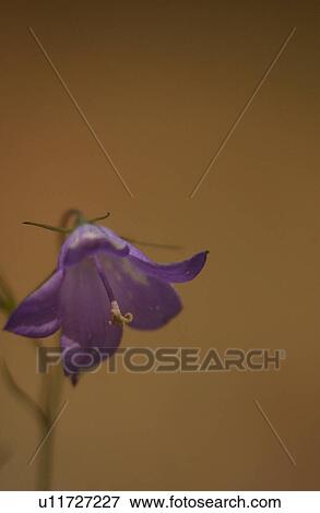 Stock Photo - Close-up of a flowering plant. Fotosearch