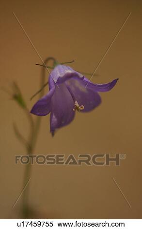 Stock Photography - Close-up of a flowering plant. Fotosearch