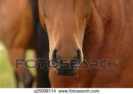 Close up of a horses nose View Large Photo Image Picture - Close up of a horses nose. Fotosearch