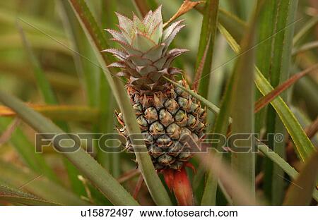 Close-up of a pineapple bush, Moorea, Tahiti, French Polynesia, South Pacific View Large Photo Image Stock Photo - Close-up of a pineapple bush, Moorea, Tahiti, French Polynesia, South Pacific. Fotosearch