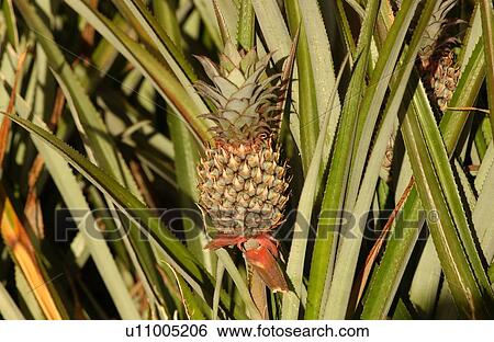 Close-up of a pineapple bush, Moorea, Tahiti, French Polynesia, South Pacific View Large Photo Image Stock Photograph - Close-up of a pineapple bush, Moorea, Tahiti, French Polynesia, South Pacific. Fotosearch