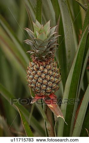 Close-up of a ripe pineapple on a bush, Moorea, Tahiti, French Polynesia, South Pacific View Large Photo Image Stock Image - Close-up of a ripe pineapple on a bush, Moorea, Tahiti, French Polynesia, South Pacific. Fotosearch