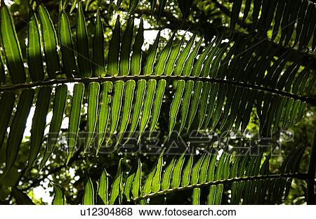 Close-up of a tropical plant View Large Photo Image Stock Photo - Close-up of a tropical plant. Fotosearch