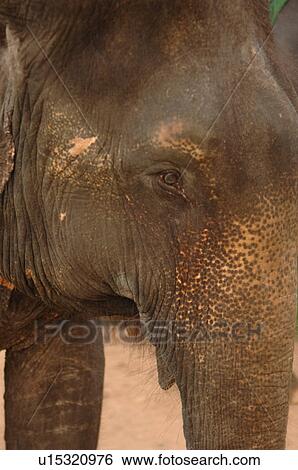 Close-up of an elephant’s face View Large Photo Image Stock Photograph - Close-up of an elephant’s face. Fotosearch