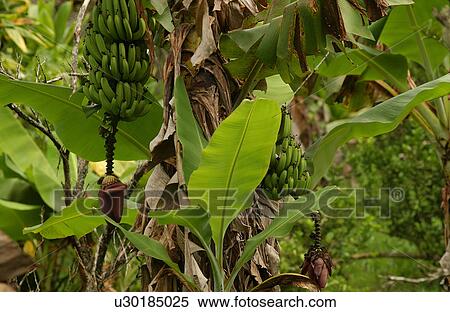 Stock Photography - Close-up of banana trees. Fotosearch