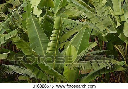 Stock Photography - Close-up of broad leafed plants. Fotosearch