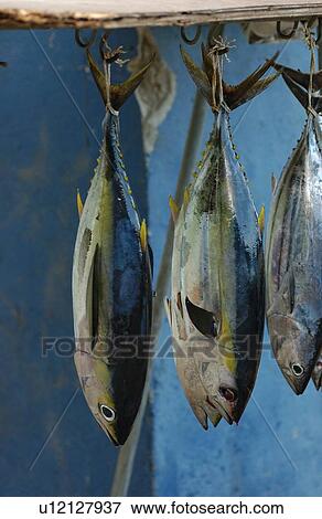 Stock Photo - Close-up of fishes hanging form a rack, Moorea, Tahiti, French Polynesia, South Pacific. Fotosearch