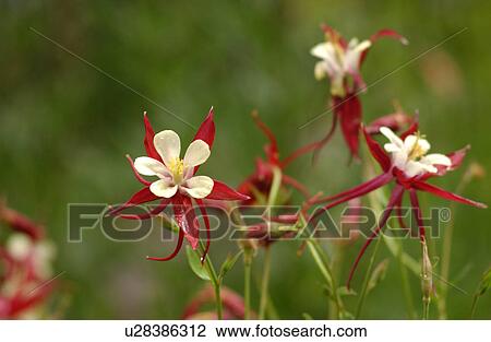 Close-up of flowering plants in a forest, Rocky Mountains, Canada View Large Photo Image Stock Image - Close-up of flowering plants in a forest, Rocky Mountains, Canada. Fotosearch