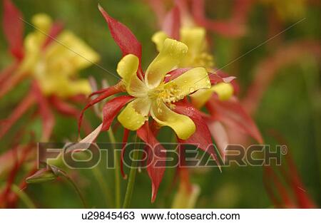 Stock Image - Close-up of flowering plants in a forest, Rocky Mountains, Canada. Fotosearch