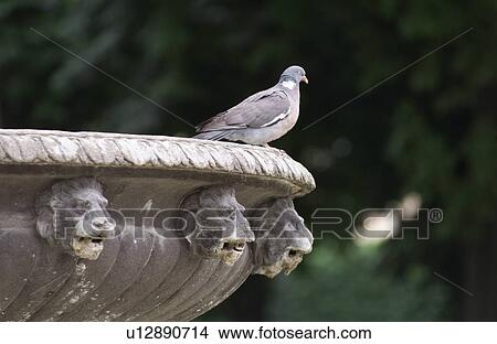 Close-up of fountain with a pigeon sitting on it in Paris, France View Large Photo Image Picture - Close-up of fountain with a pigeon sitting on it in Paris, France. Fotosearch