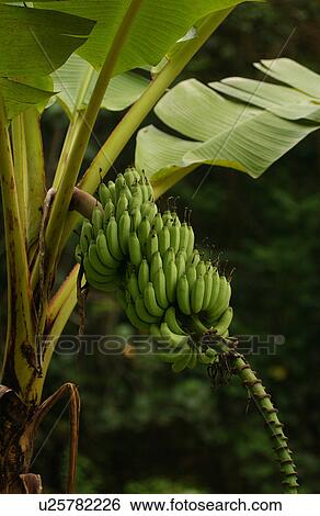 Close-up of green bananas on a tree View Large Photo Image Stock Photograph - Close-up of green bananas on a tree. Fotosearch