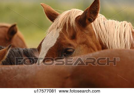 Close up of horse View Large Photo Image Stock Image - Close up of horse. Fotosearch