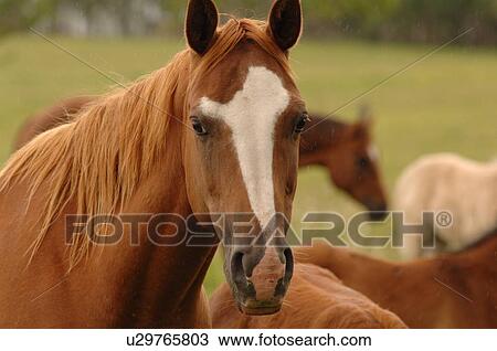 Close up of horse View Large Photo Image Stock Image - Close up of horse. Fotosearch