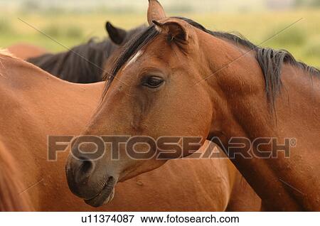Stock Photo - Close up of horse. Fotosearch