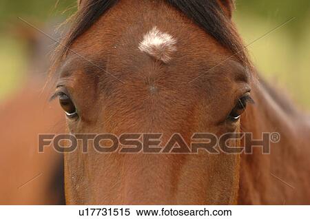 Stock Photography - Close up of horse. Fotosearch