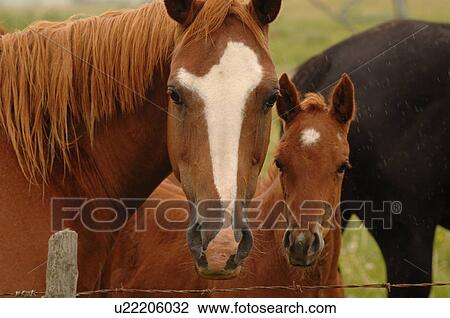 Close up of mother and colt View Large Photo Image Stock Image - Close up of mother and colt. Fotosearch