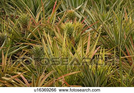 Close-up of pineapple bushes, Moorea, Tahiti, French Polynesia, South Pacific View Large Photo Image Stock Photograph - Close-up of pineapple bushes, Moorea, Tahiti, French Polynesia, South Pacific. Fotosearch