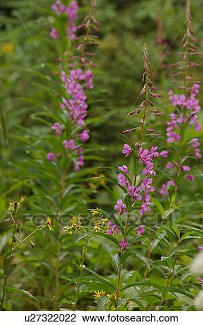 Close-up of wild flowers in a forest Rocky Mountains, Canada View Large Photo Image Stock Image - Close-up of wild flowers in a forest Rocky Mountains, Canada. Fotosearch