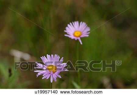 Stock Image - Close-up of wild flowers, Rocky Mountains, Canada. Fotosearch