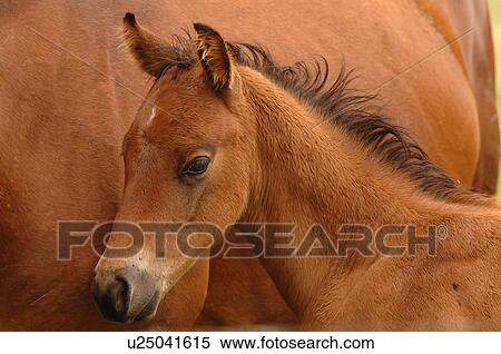 Close up of young colt View Large Photo Image Stock Photography - Close up of young colt. Fotosearch