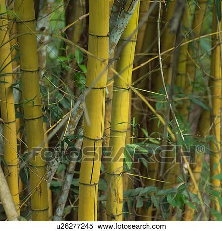 Closeup of Bamboo Shafts at Moorea in Tahiti View Large Photo Image Stock Photography - Closeup of Bamboo Shafts at Moorea in Tahiti. Fotosearch