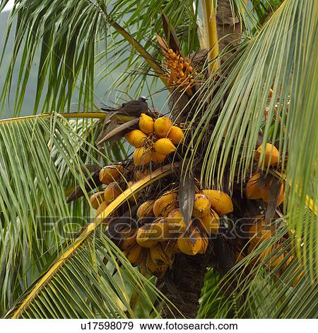 Stock Photo - Cocunuts Growing on Tree. Fotosearch