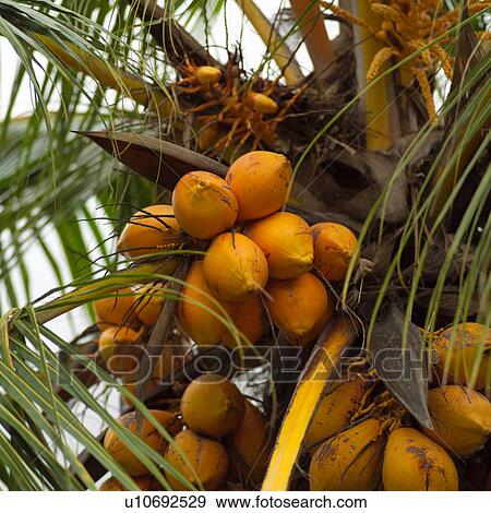 Stock Photo - Cocunuts on Tree at Moorea in Tahiti. Fotosearch