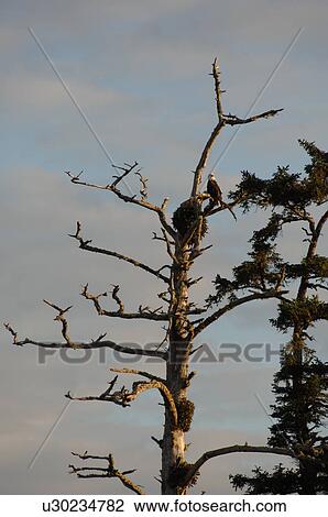 Stock Image - Eagle perched on tree top. Fotosearch