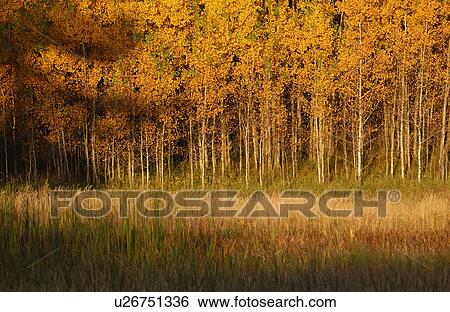 Edge of Forest in Autumn Colors View Large Photo Image Stock Photograph - Edge of Forest in Autumn Colors. Fotosearch