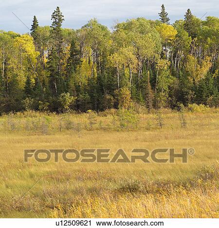 Edge of Forest View Large Photo Image Stock Image - Edge of Forest. Fotosearch