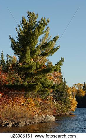 Stock Image - Evergreen Amongst Autumn Colors. Fotosearch