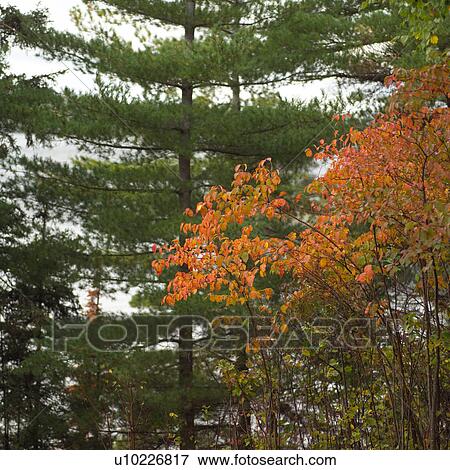 Evergreen and Leaves in Autumn Colors View Large Photo Image Stock Photo - Evergreen and Leaves in Autumn Colors. Fotosearch