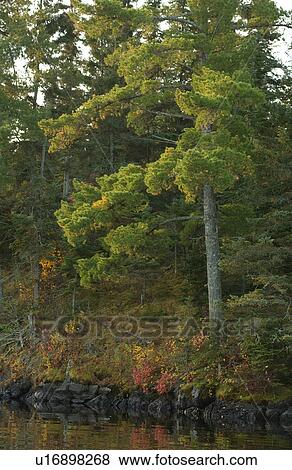 Stock Photo - Evergreen at Shoreline. Fotosearch