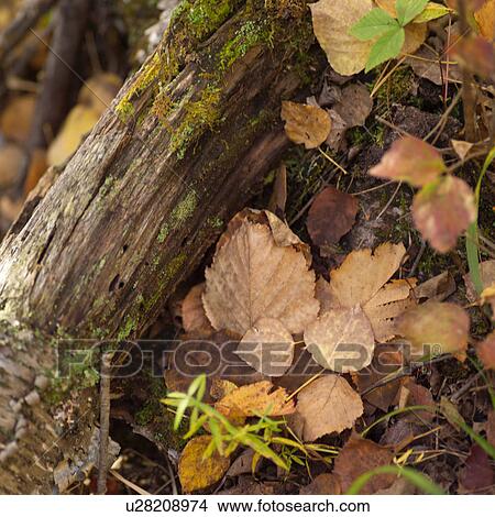 Fall Leaves View Large Photo Image Picture - Fall Leaves. Fotosearch