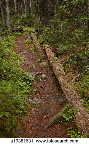 Fallen trees in a forest Rocky Mountains, Canada View Large Photo Image Stock Image - Fallen trees in a forest Rocky Mountains, Canada. Fotosearch