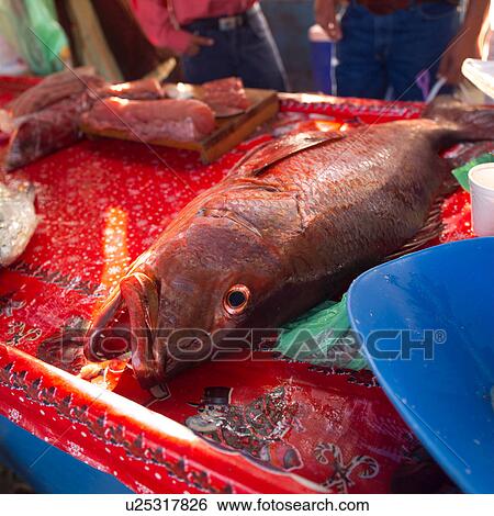 Fish lying on a table View Large Photo Image Stock Photograph - Fish lying on a table. Fotosearch