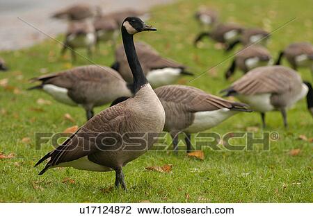 Flock of Geese View Large Photo Image Stock Image - Flock of Geese. Fotosearch